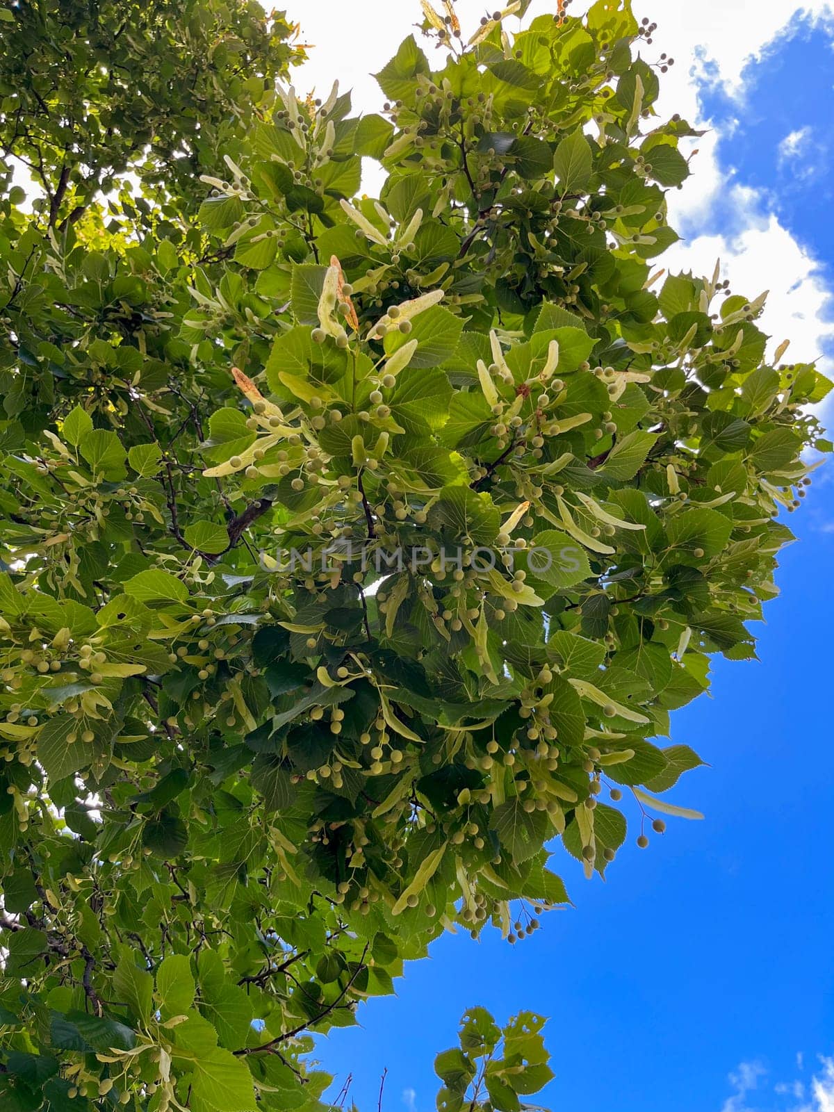 the fruits on the linden tree ripened in summer