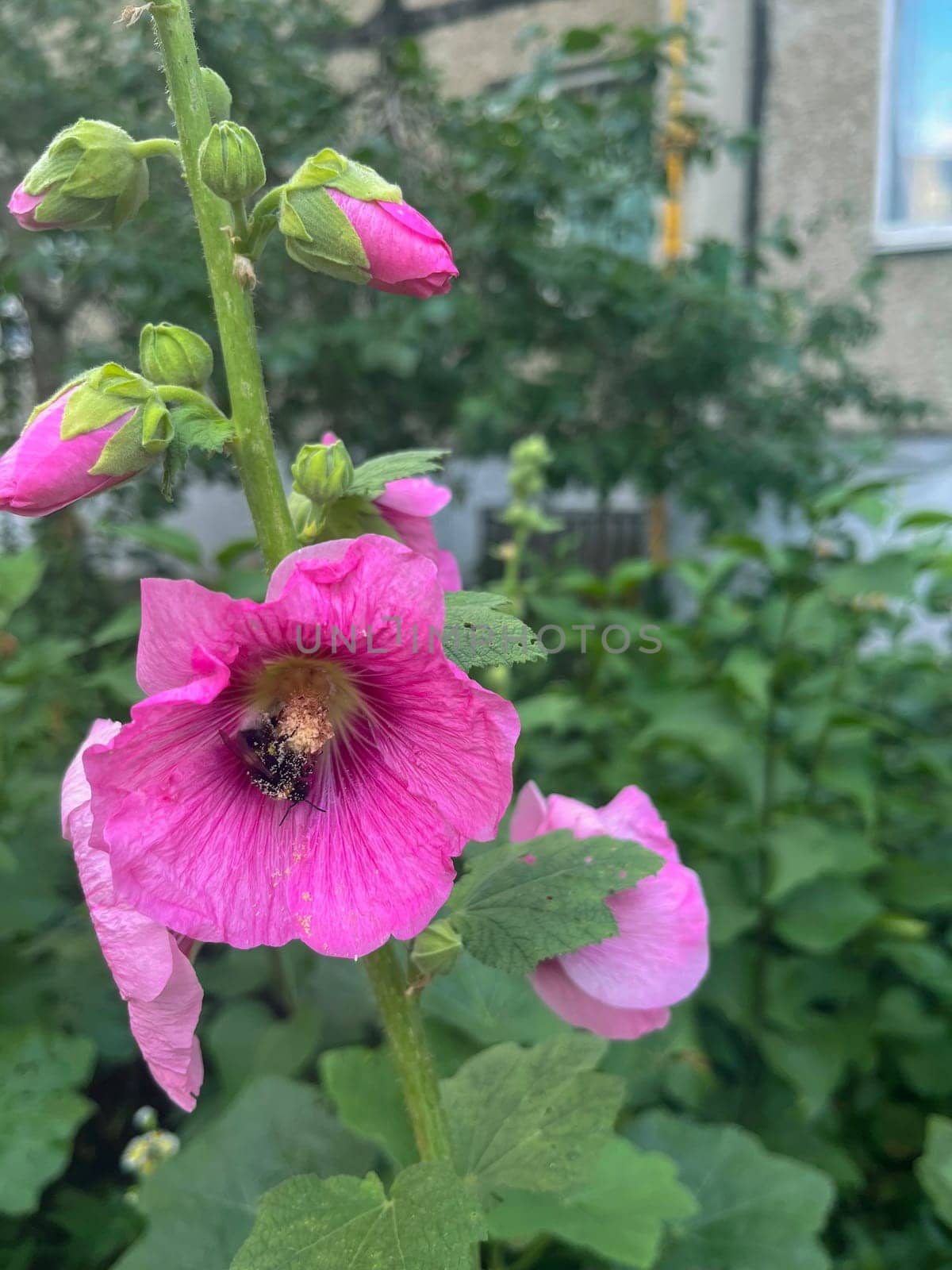 a beautiful pink mallow flower blooms in summer