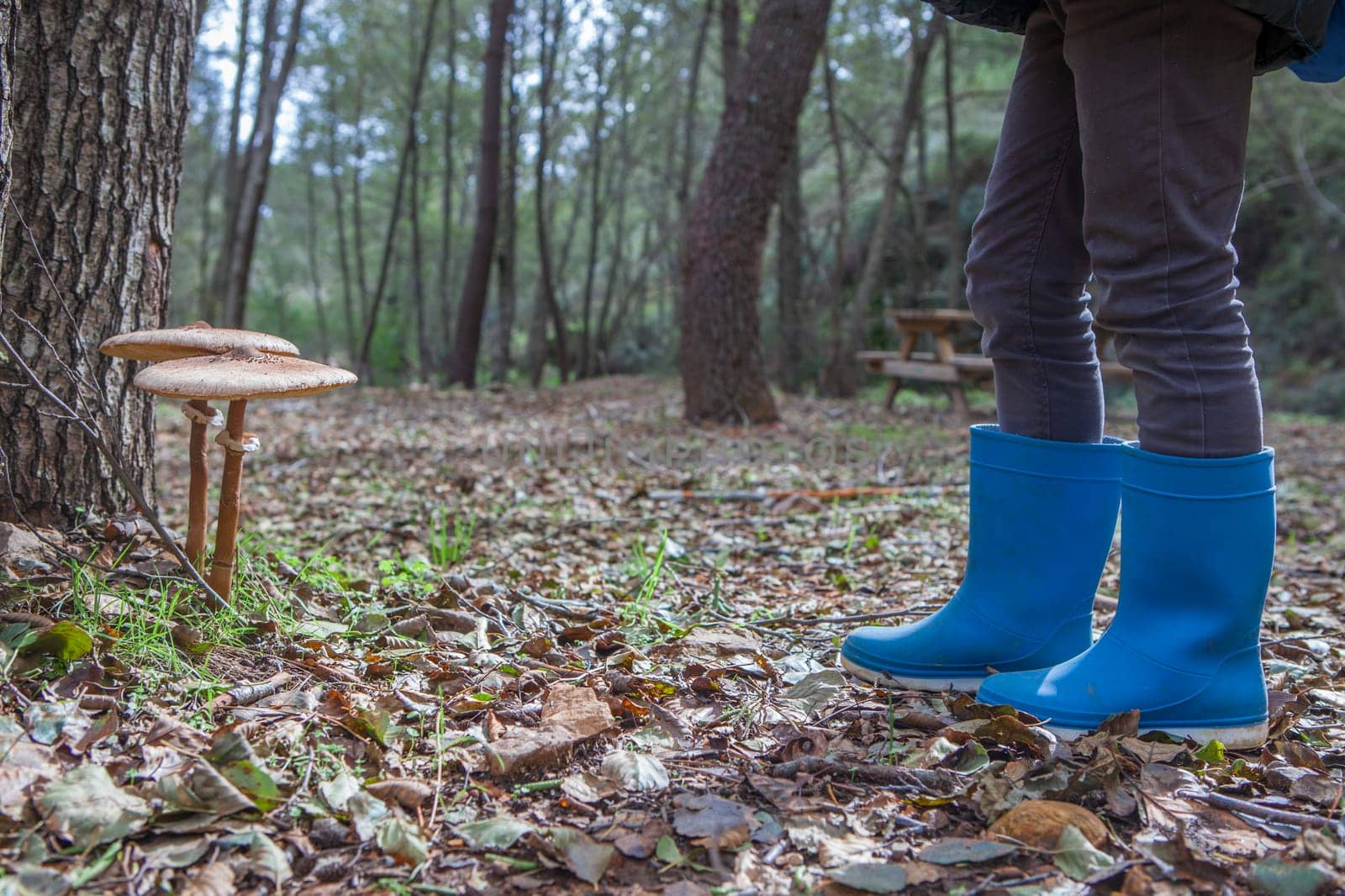 Parasol mushrooms growing close to pine tree. Ground view with child rainboots beside
