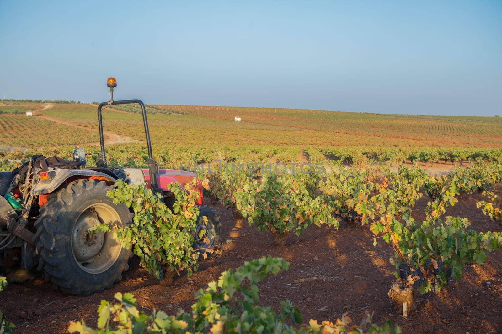 Viticulture tractor in operation during harvest season. Machinery to transport hand-picked grapes