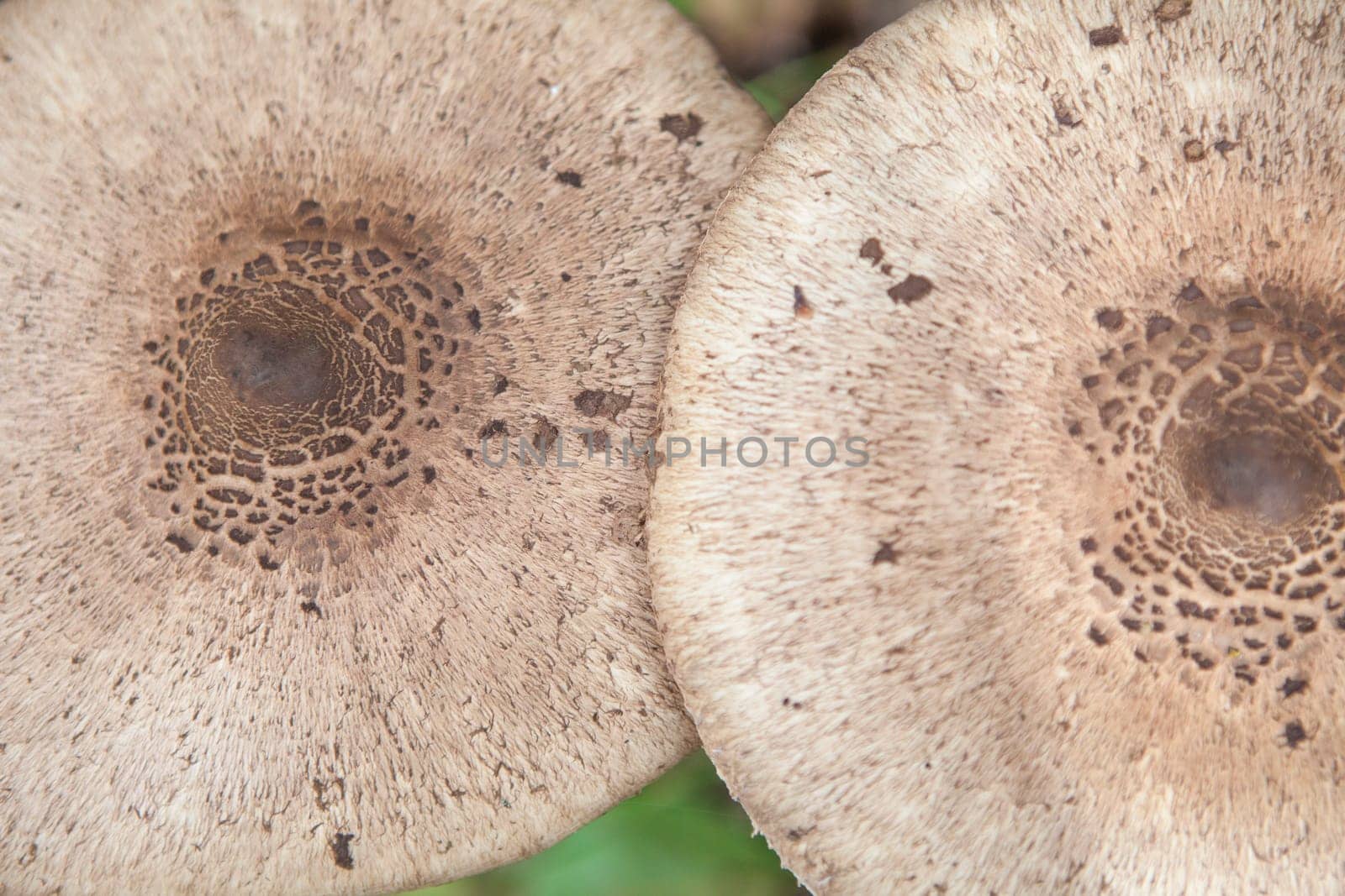 Parasol mushrooms growing in Villuercas Geopark, Caceres, Spain. Overhead view