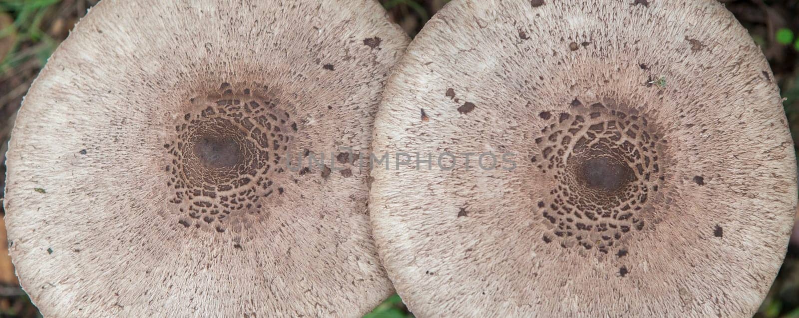 Parasol mushrooms growing in Villuercas Geopark, Caceres, Spain. Overhead view