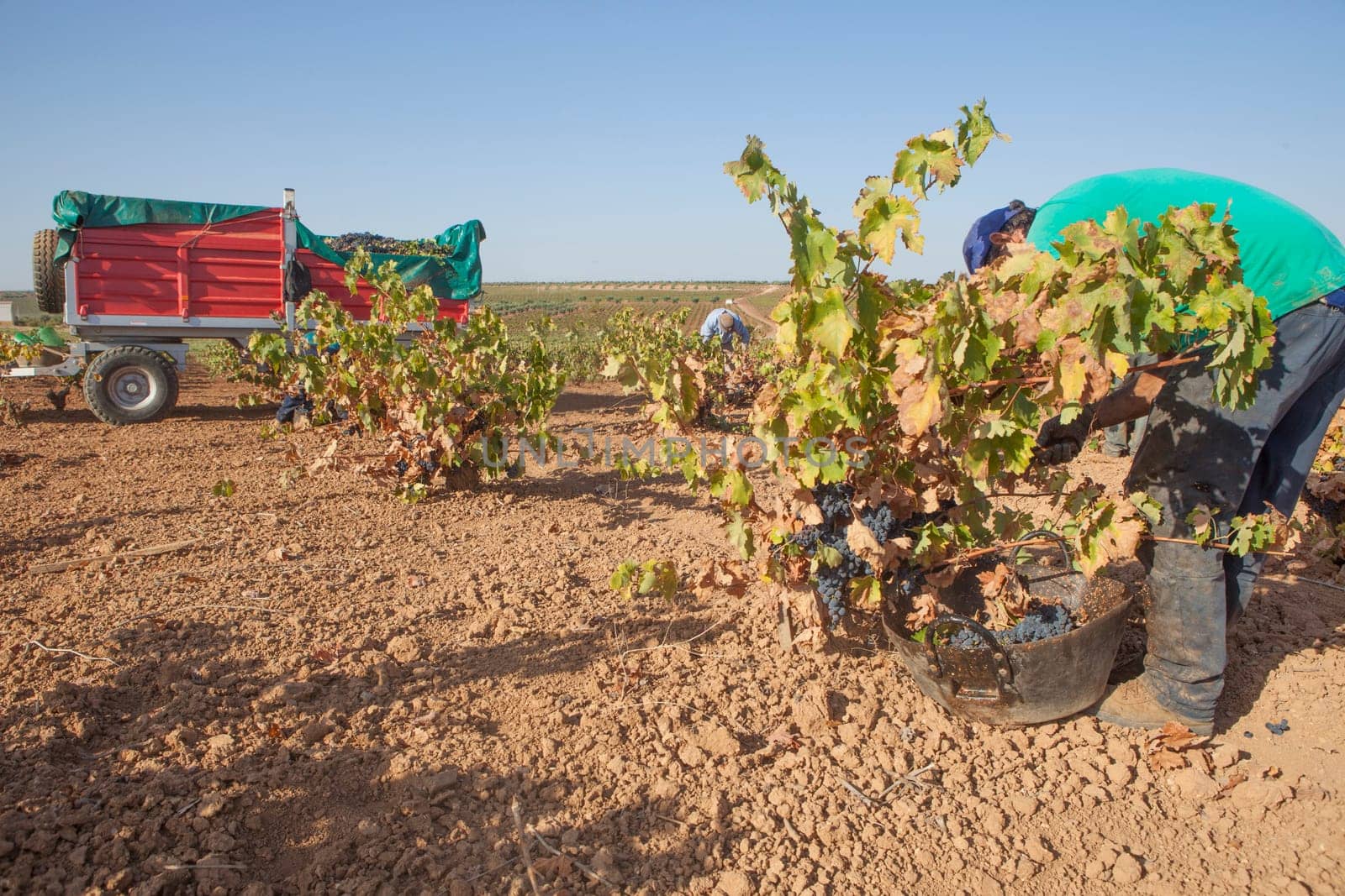 Viticulture trailer during harvest season. Machinery to transport hand-picked grapes