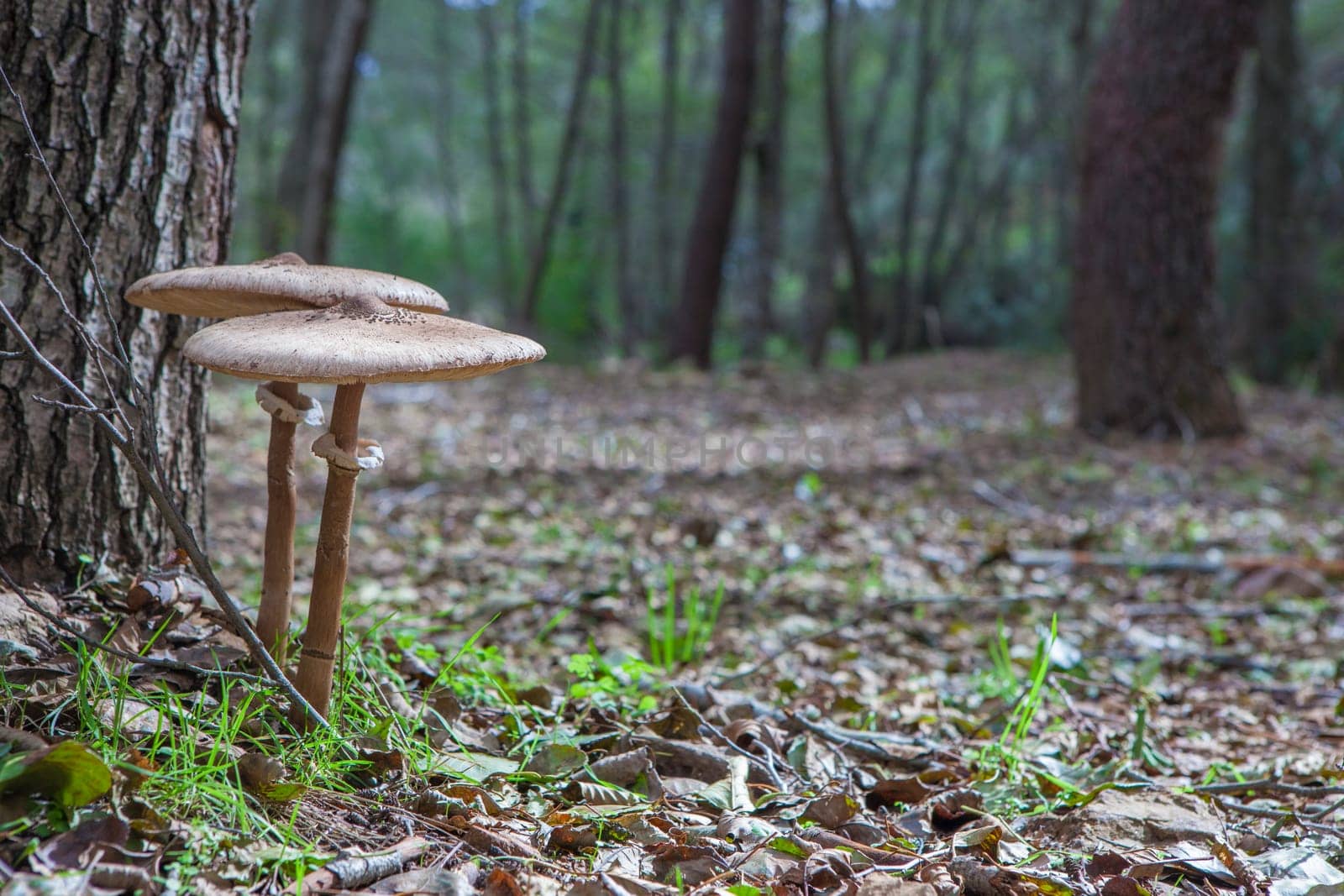 Parasol mushrooms growing close to tree base. Ground view