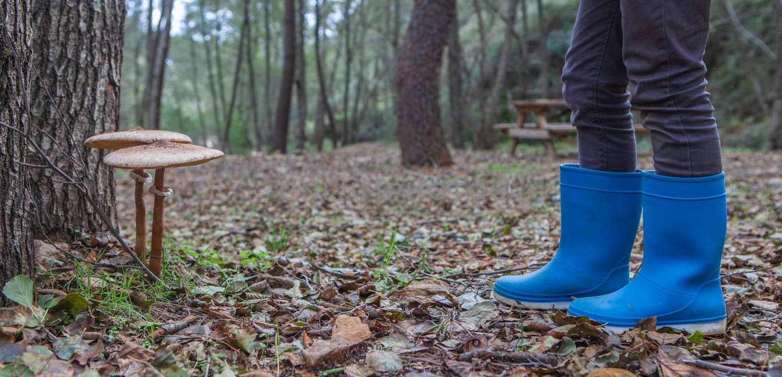 Parasol mushrooms growing close to pine tree. Ground view with child rainboots beside