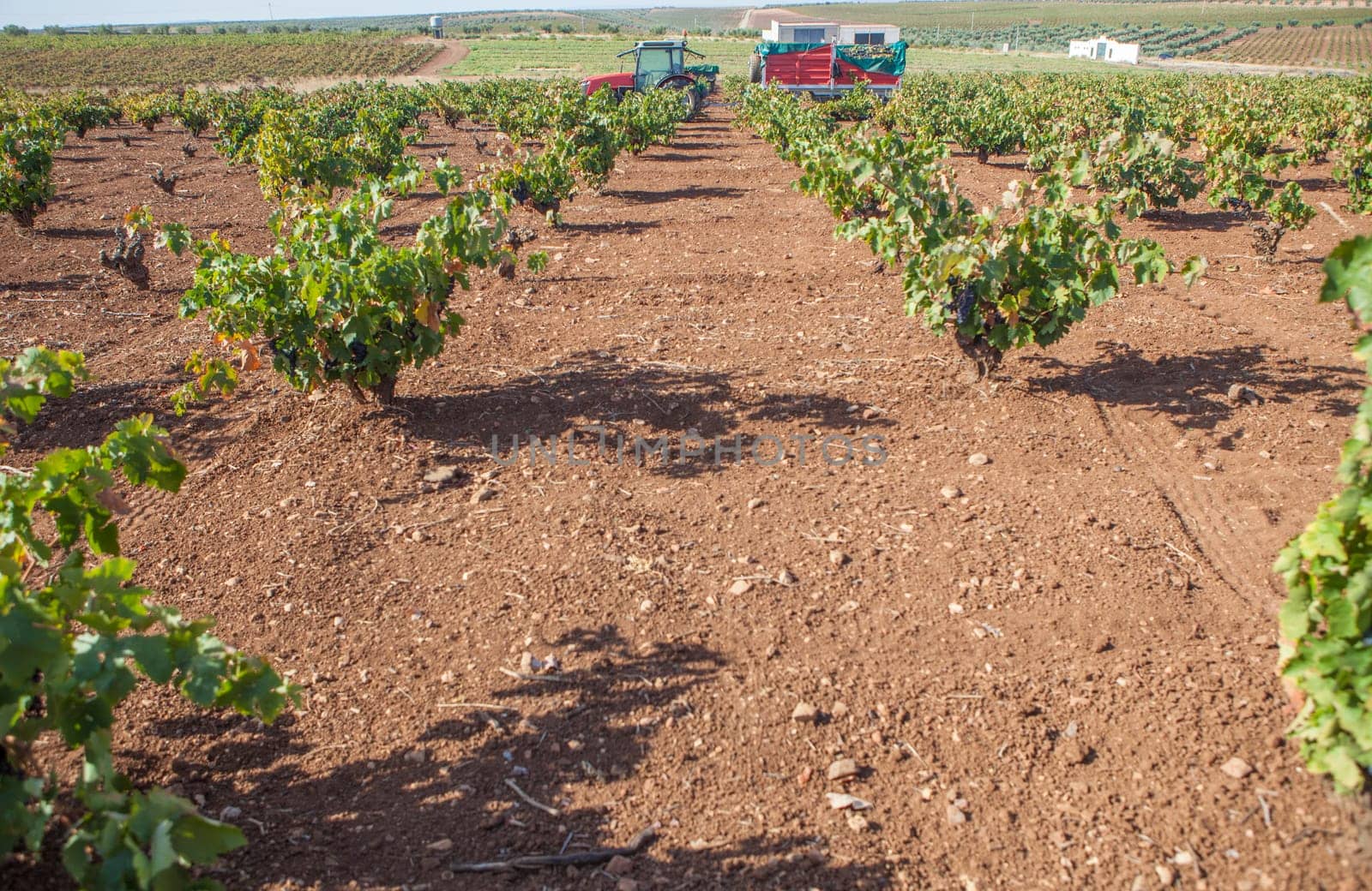 Viticulture tractor in operation during harvest season. Machinery to transport hand-picked grapes