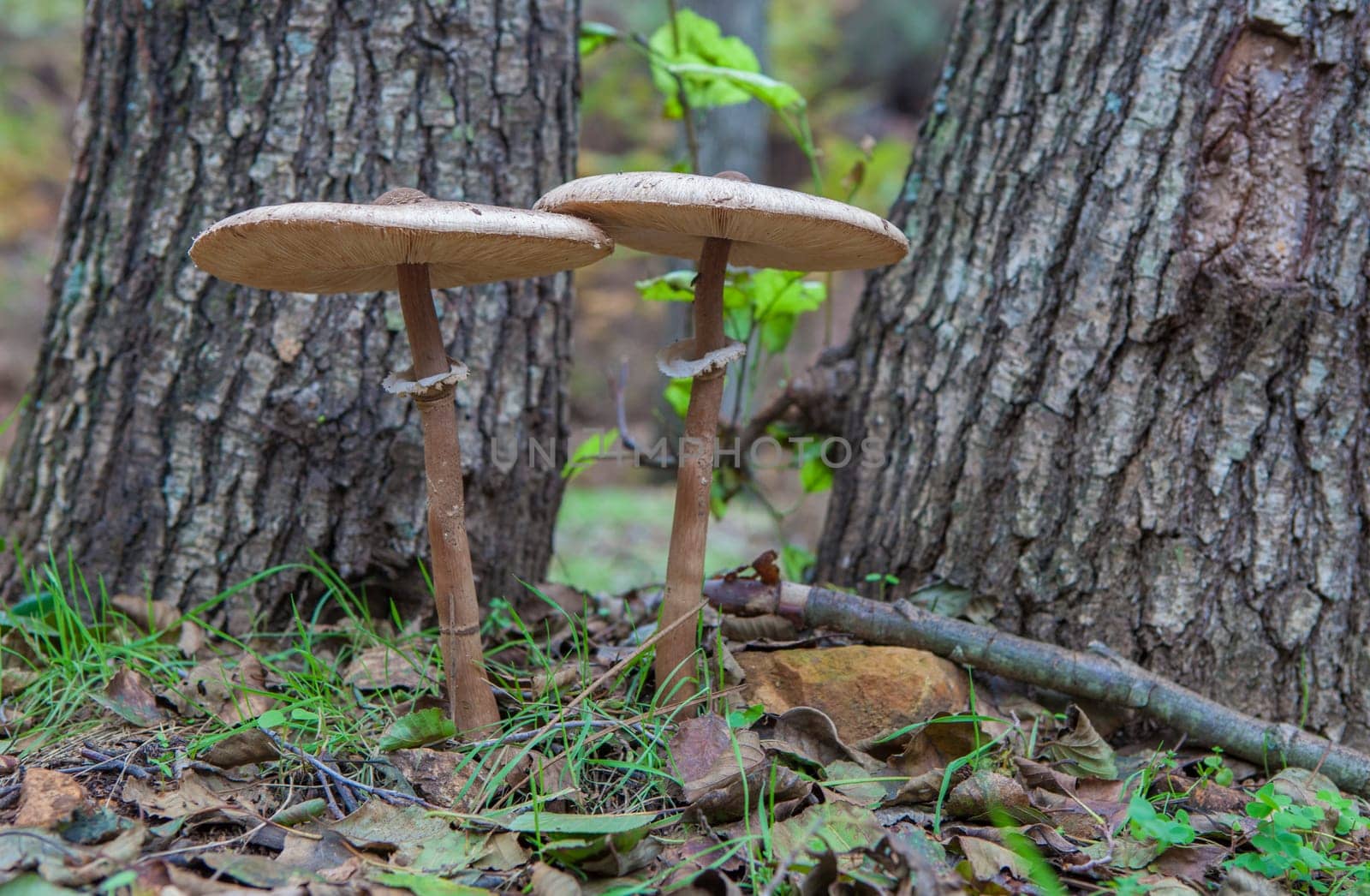 Parasol mushrooms growing close to tree base. Ground view