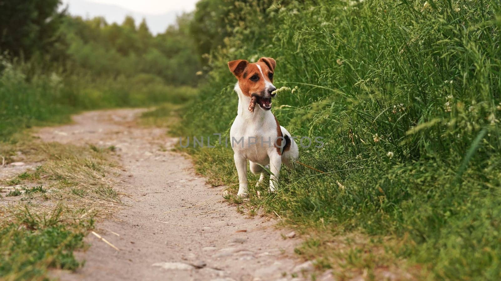 Small Jack Russell terrier standing on dusty road grass meadow on both sides, wood stick in her mouth