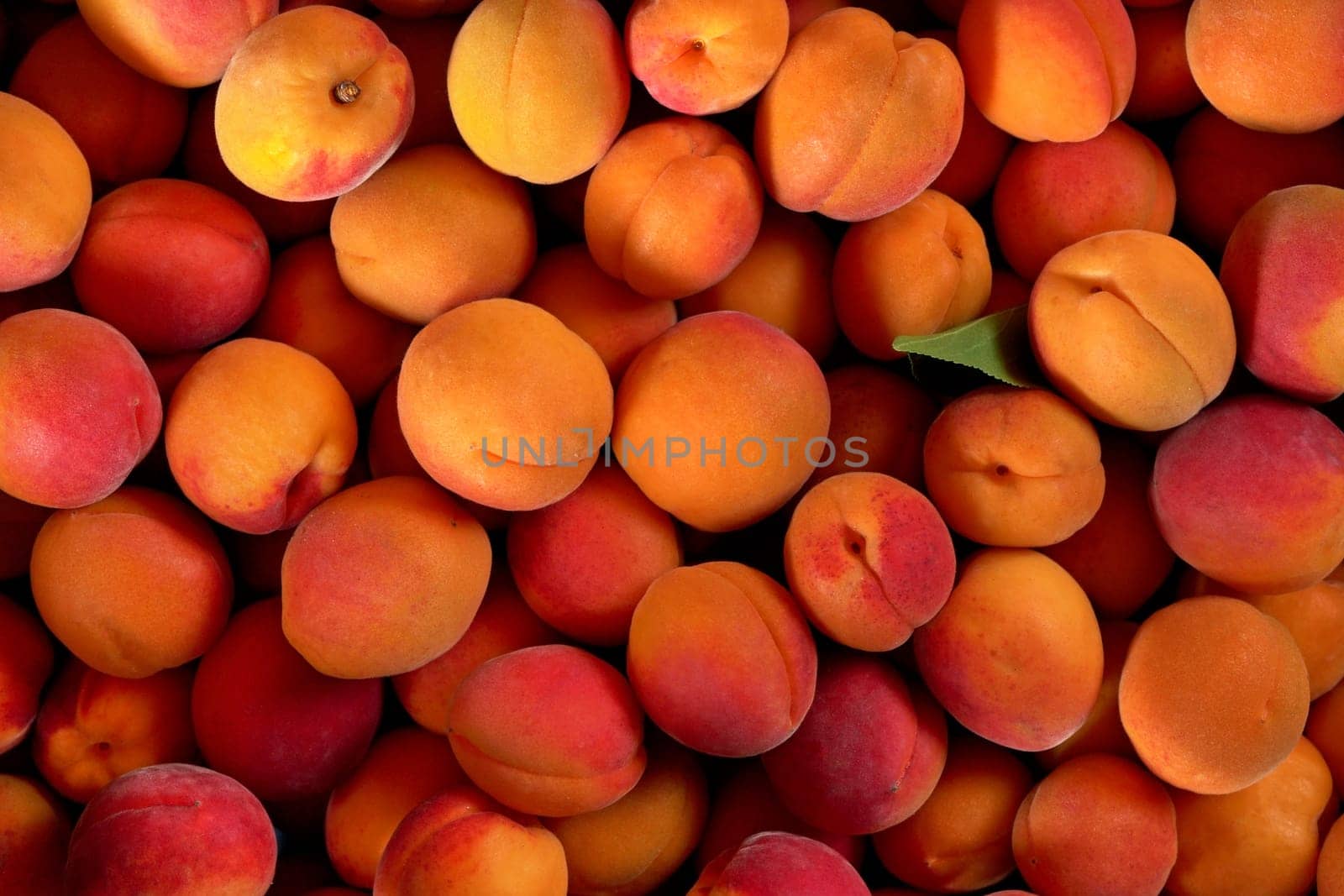 Top down view - heap of apricots, with one small green leaf