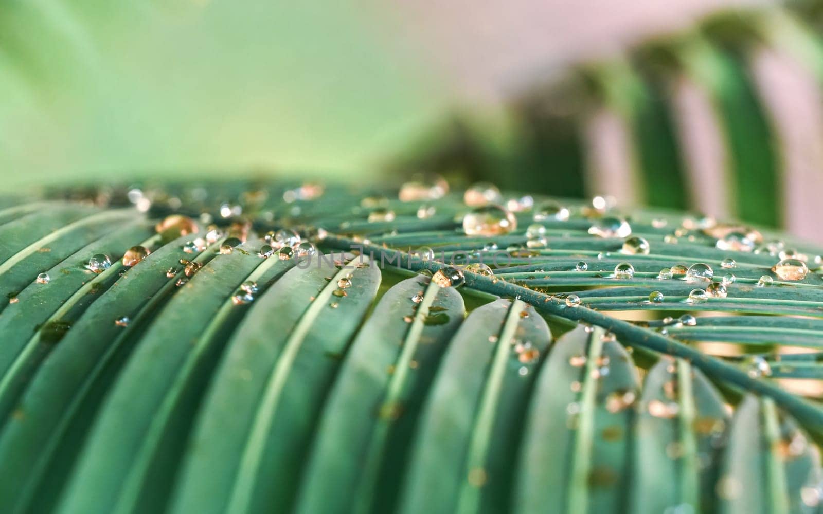 Detail on dark green palm leaf, with morning dew water drops