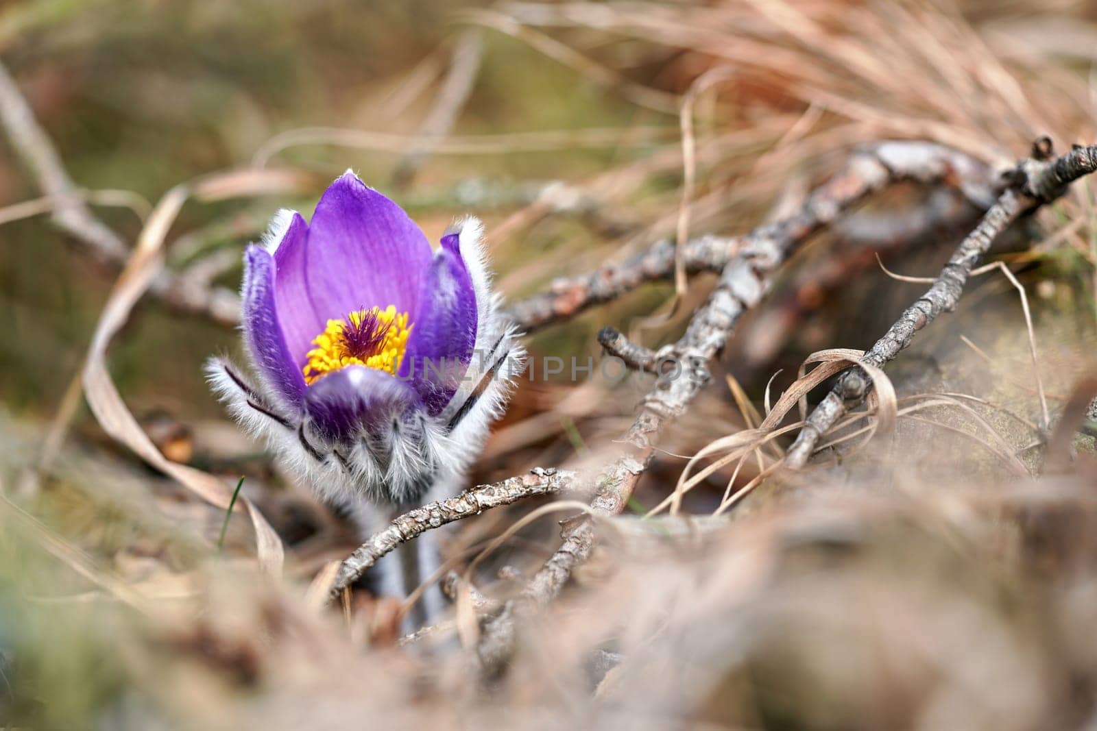 Purple greater pasque flower - Pulsatilla grandis - growing in dry grass, close up detail