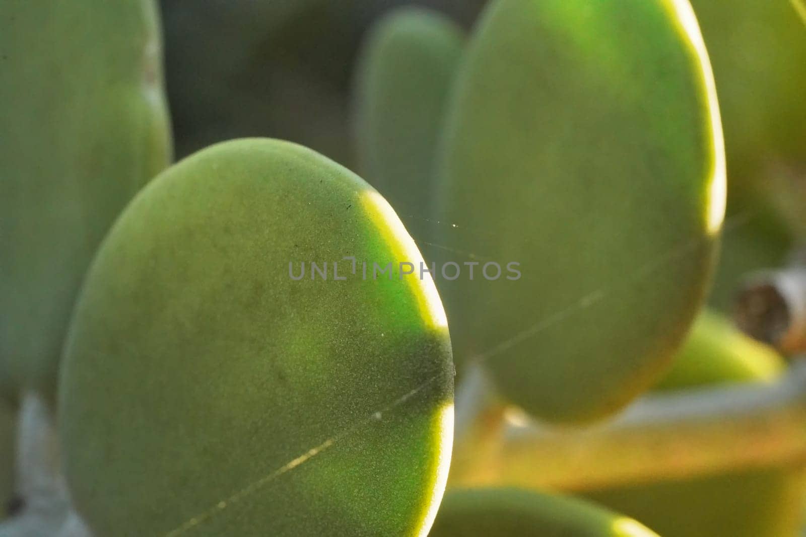Thick green succulent leaves of Xerosicyos danguyi - also known as Silver Dollar - plant growing in Madagascar. Most flora is endemic on this island
