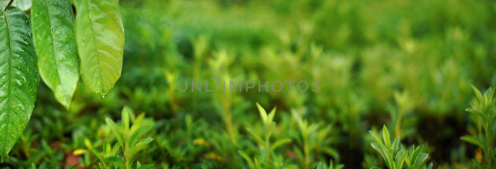 Detail on large thick green leaves with drops of morning dew - African rainforest jungle illustration, wide banner with space for text on right side