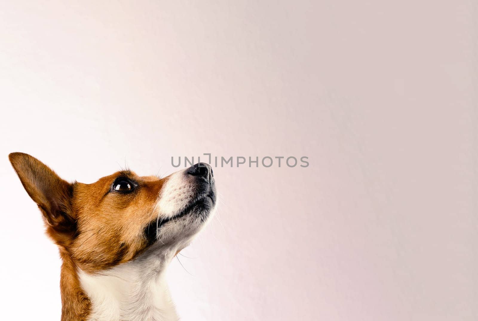 Portrait of a very alert Jack Russell Terrier on a bright studio background with space for text, dog food or care concept