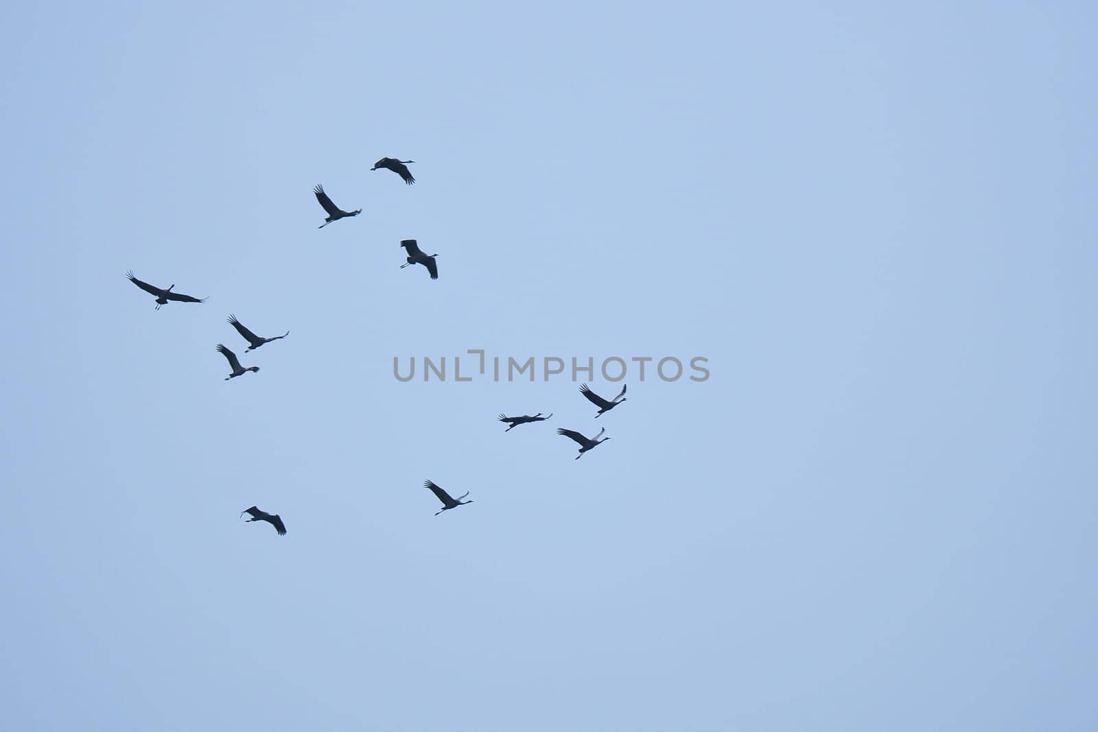 Crane group in the sky in V formation. Migratory birds on their return journey. Animal photo from nature
