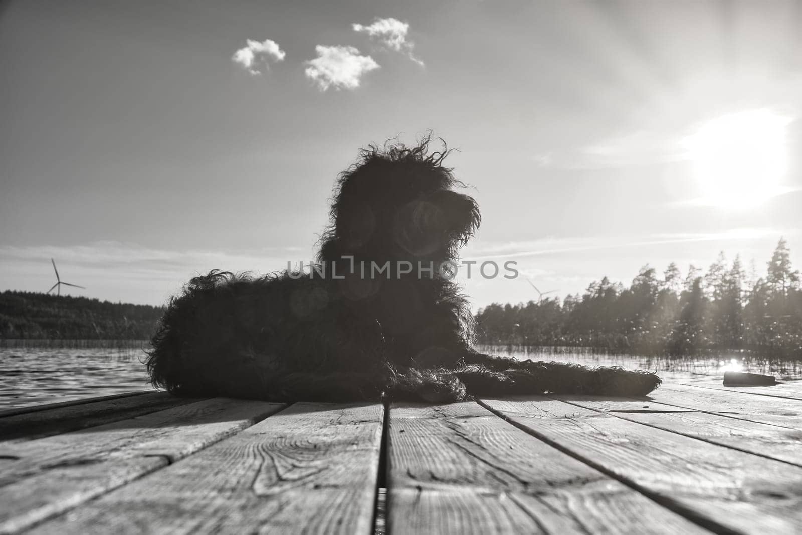 Goldendoodle dog lying on a jetty and looking at a lake in Sweden. Animal photo with charm.