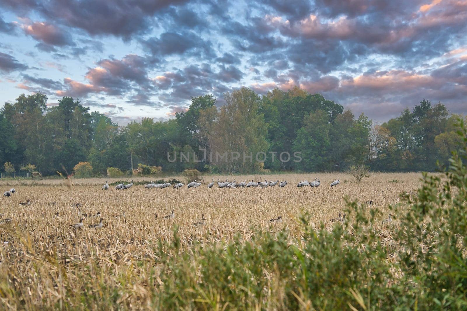 Cranes at a resting place on a harvested corn field in front of a forest. Migratory birds feeding. Wild animals on the Darss in nature. Animal photograph