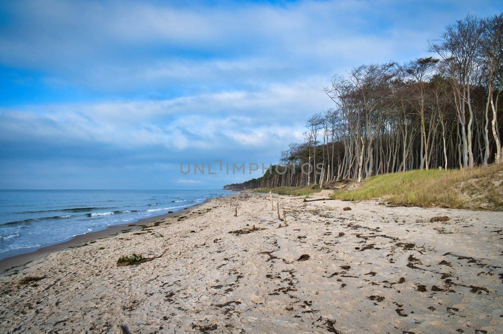 Pine forest on the beach on the Darss. White sand on the west beach. Cloudy sky. Landscape photo
