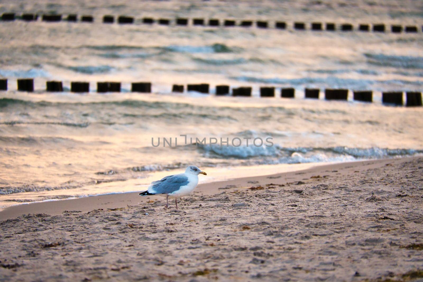 Seagull standing on the beach of the Baltic Sea. In the background groynes reaching into the sea. The sandy beach in the foreground. Bird photo from the coast
