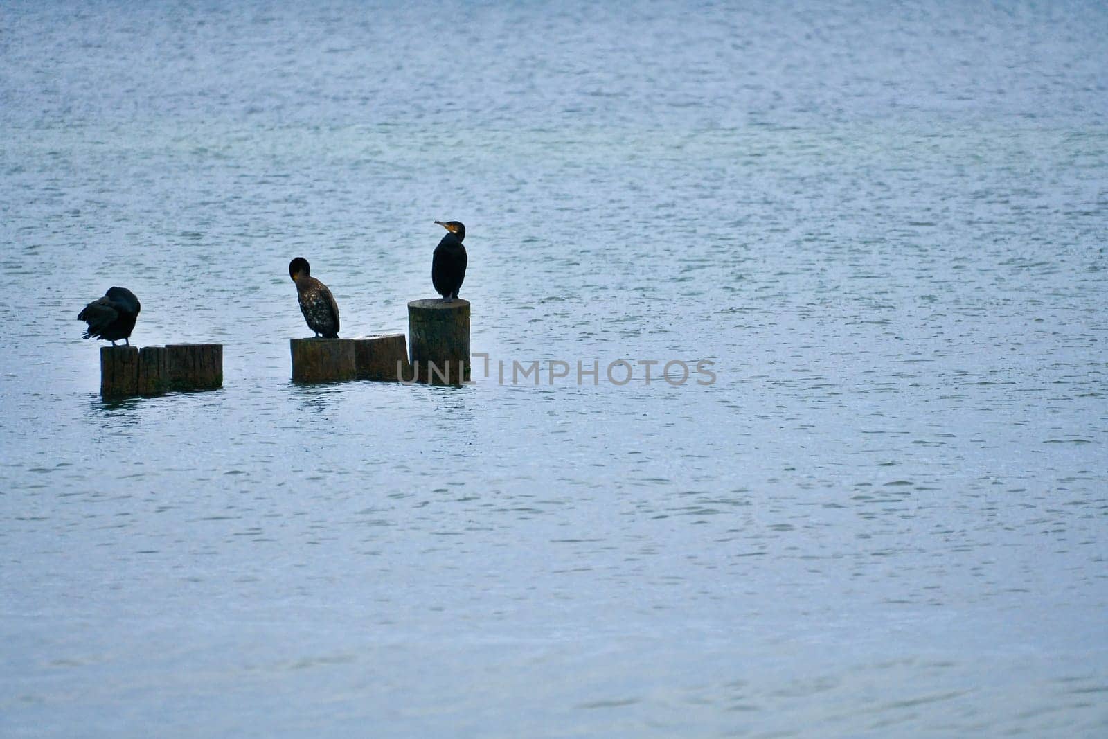 Cormorant on a groyne on the Baltic Sea. The birds dry their feathers in the sun. Waves in the sea under a blue sky. Animal photo from the coast