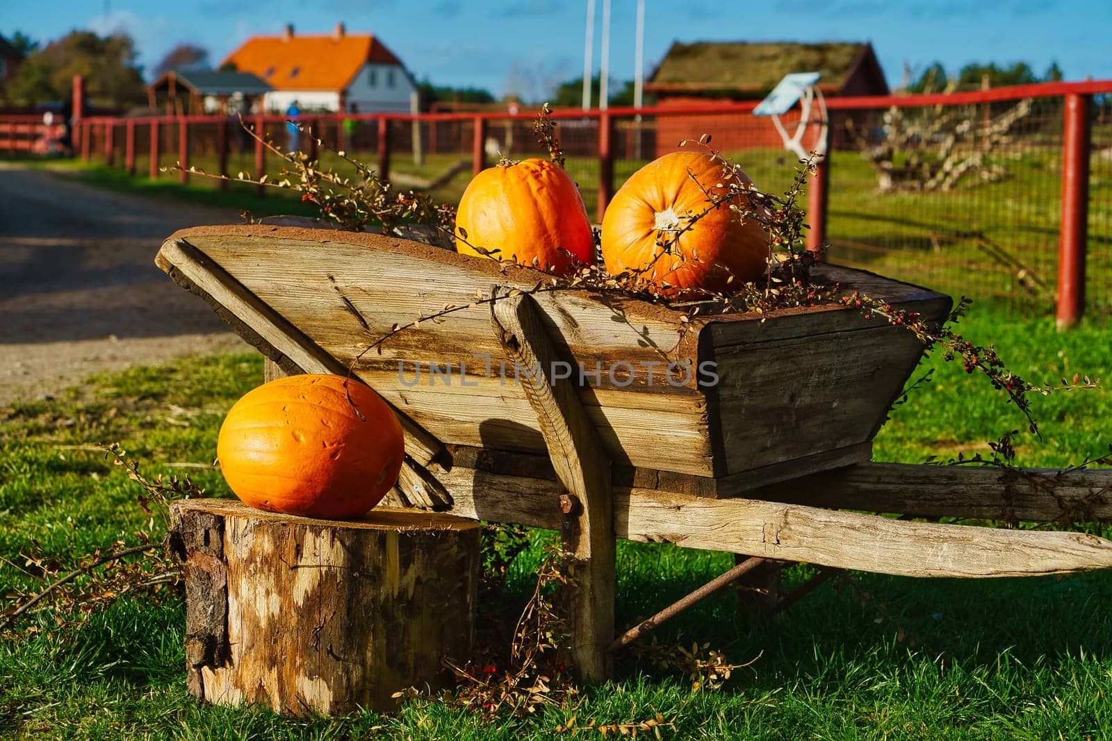 Pumpkins on a wooden cart standing on a green meadow. Harvest festival. Vegetables. Photo from the farm