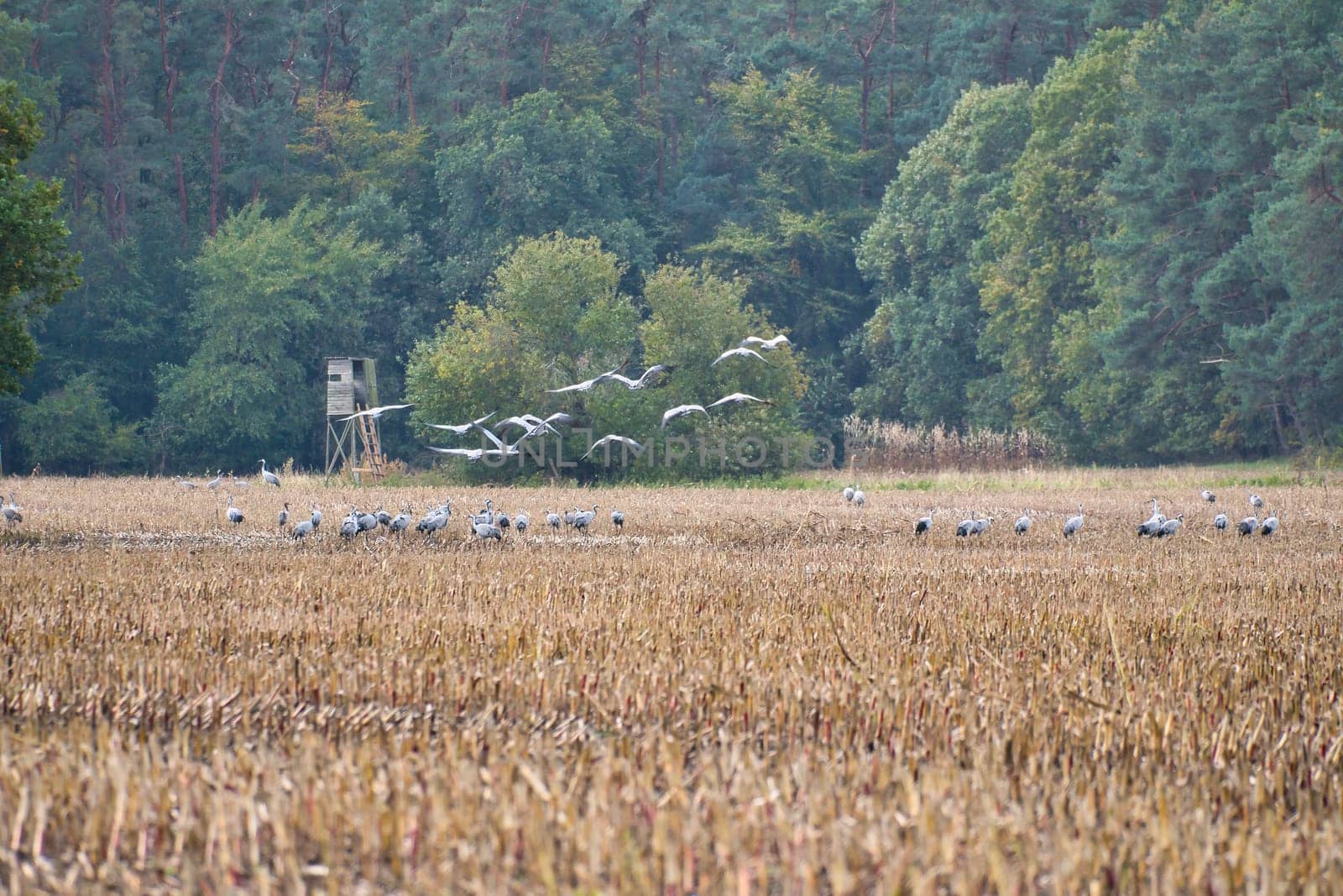 Cranes at a resting place on a harvested corn field in front of a forest. Migratory birds feeding. Wild animals on the Darss in nature. Animal photograph
