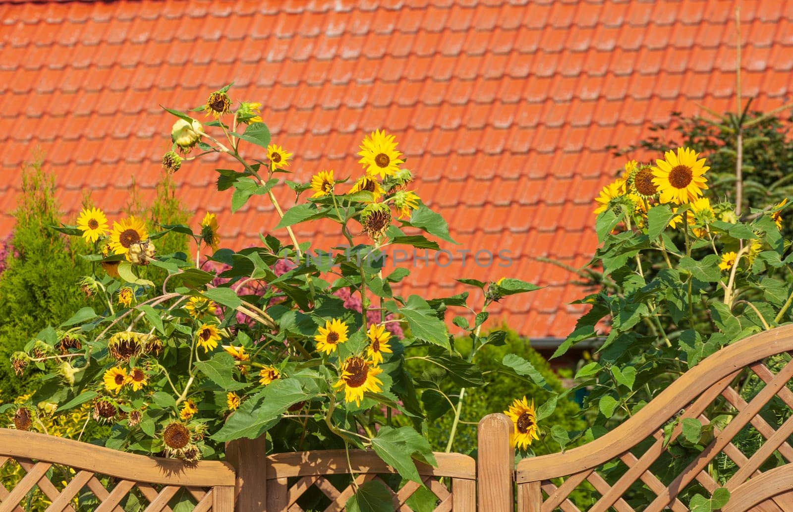 Residential building with garden fence and sunflowers, Syke, Lower Saxony, Germany