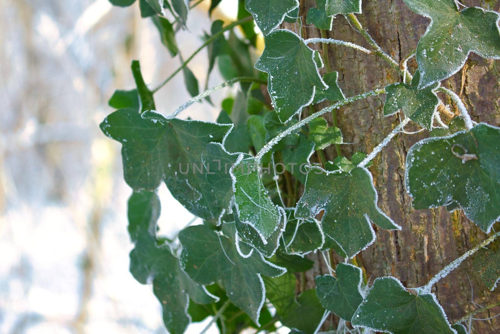 Ivy on the tree in the frost. Ice crystals on the frosted leaves. Nature photo from the forest