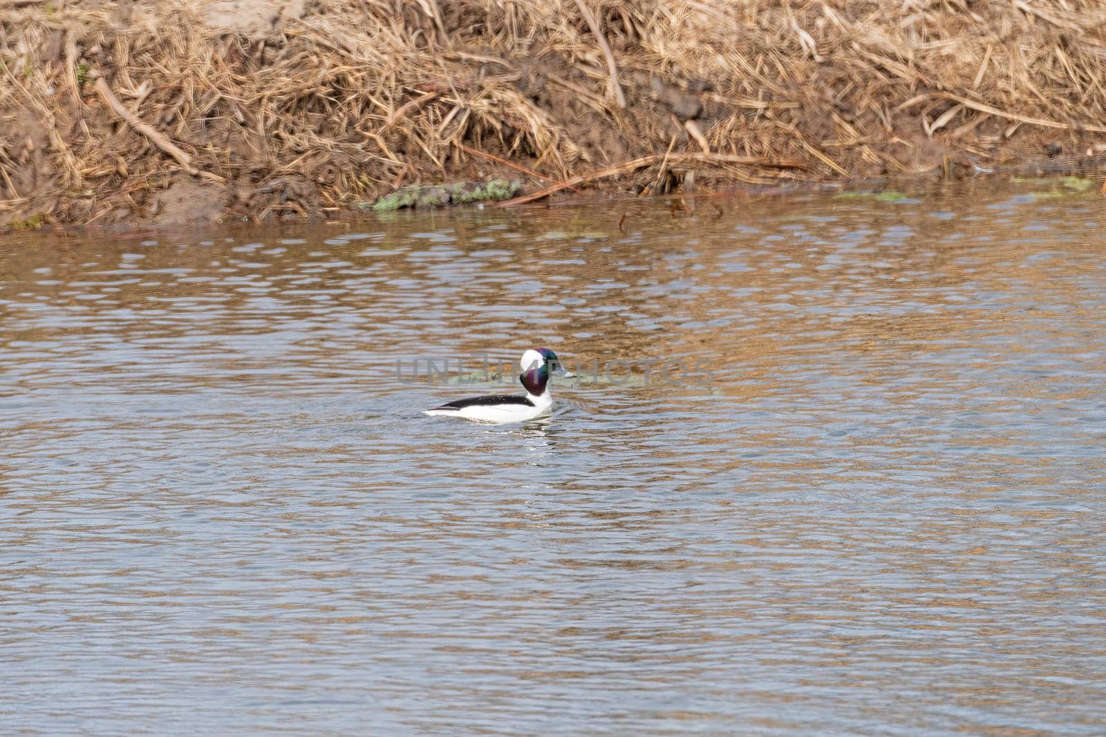 A Bufflehead Duck in a Lagoon Along the Mississippi River Near Sabula, Iowa