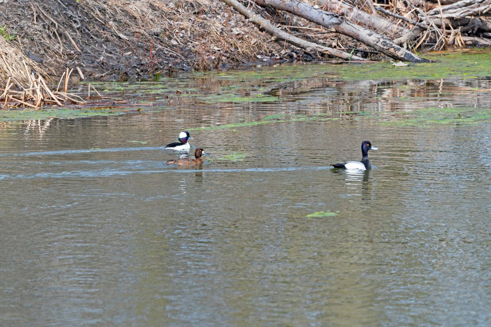 Bufflehead, Male and Female Lesser Scaup in the Lagoon Along the Mississippie River Near Sabula, Iowa