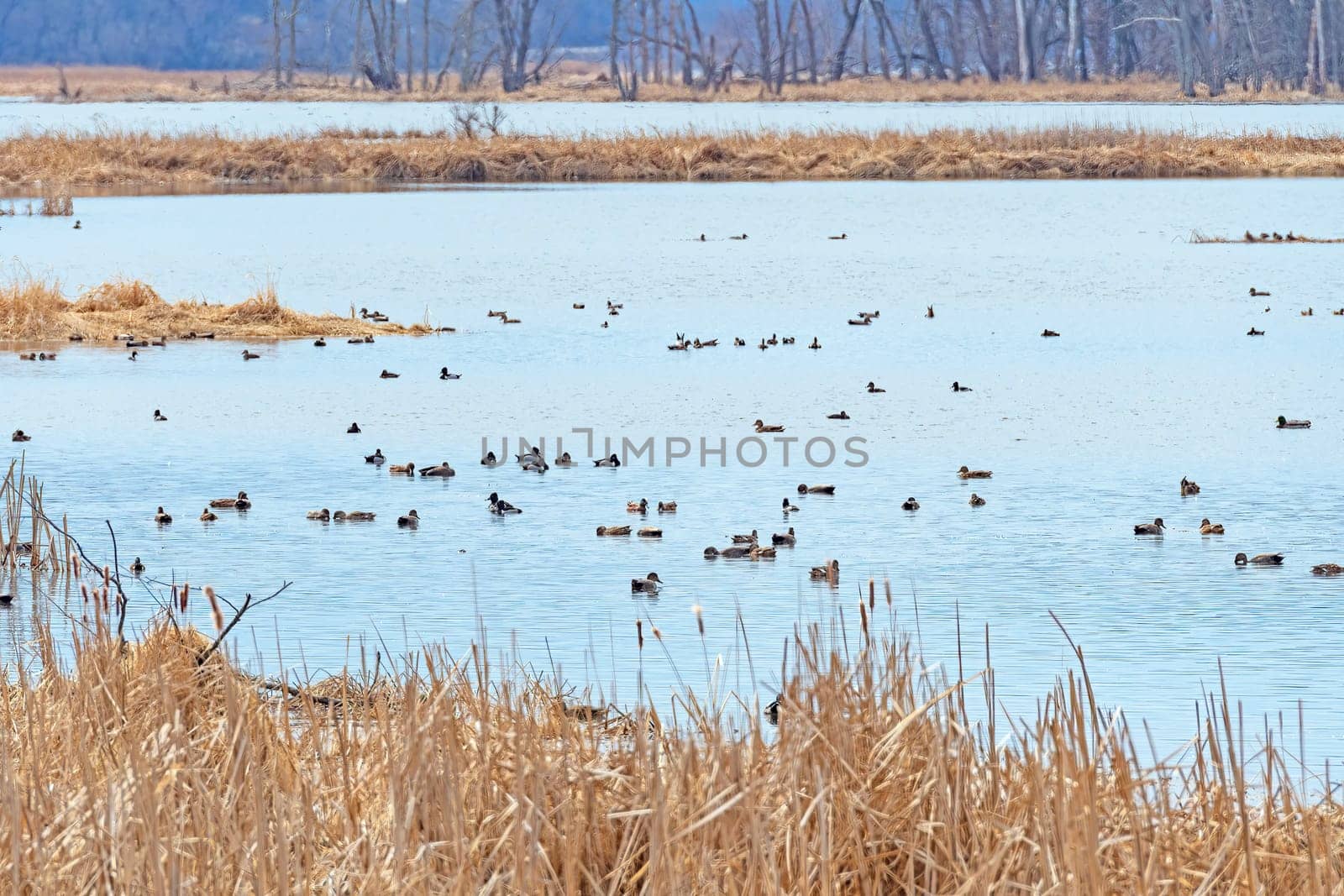 Migrating Waterfowl Along the Mississippi Flyway in Goose Island State Park in Wisconsin