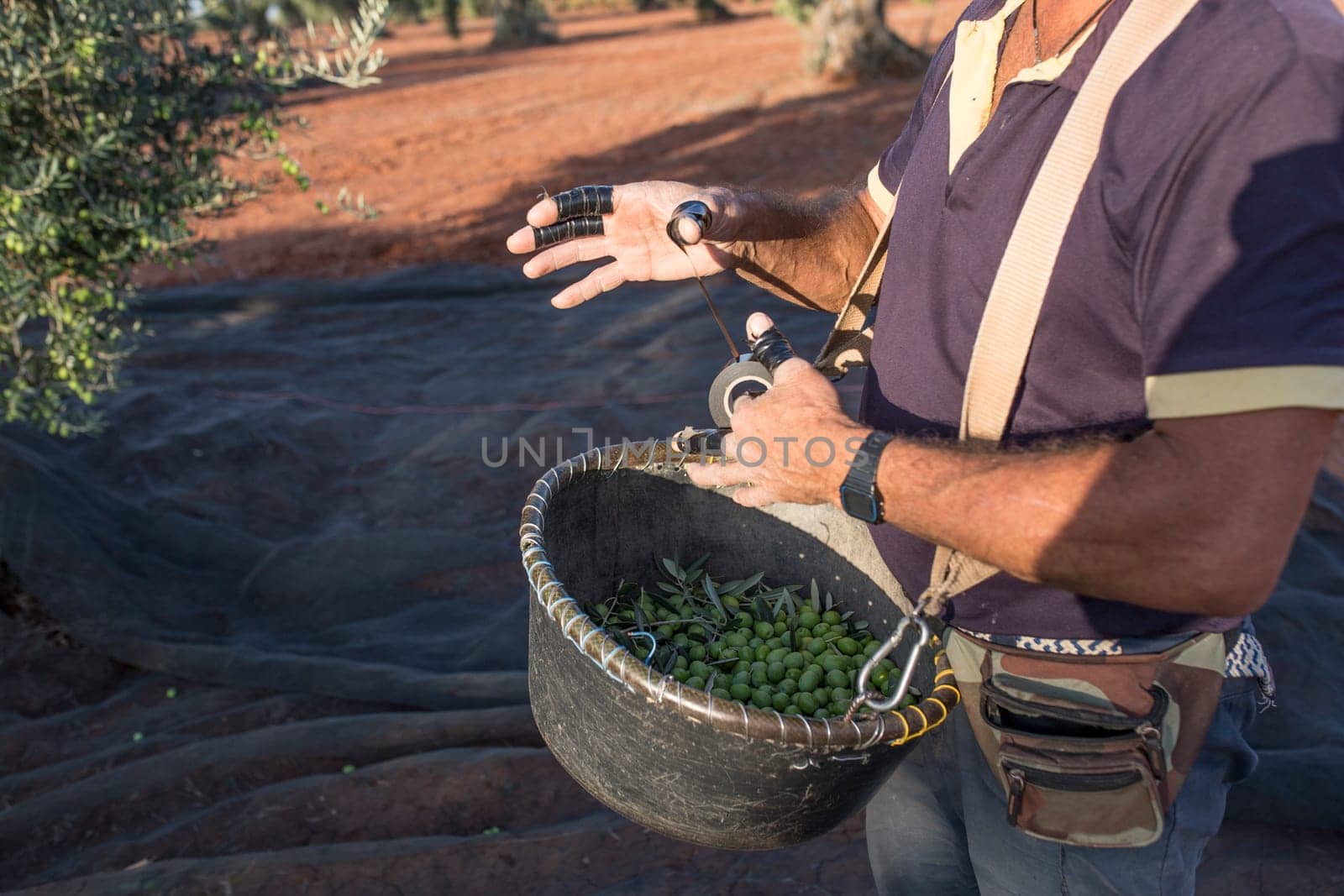 Olive picker wrapping his fingers insulating tape. Table olives harvest season scene