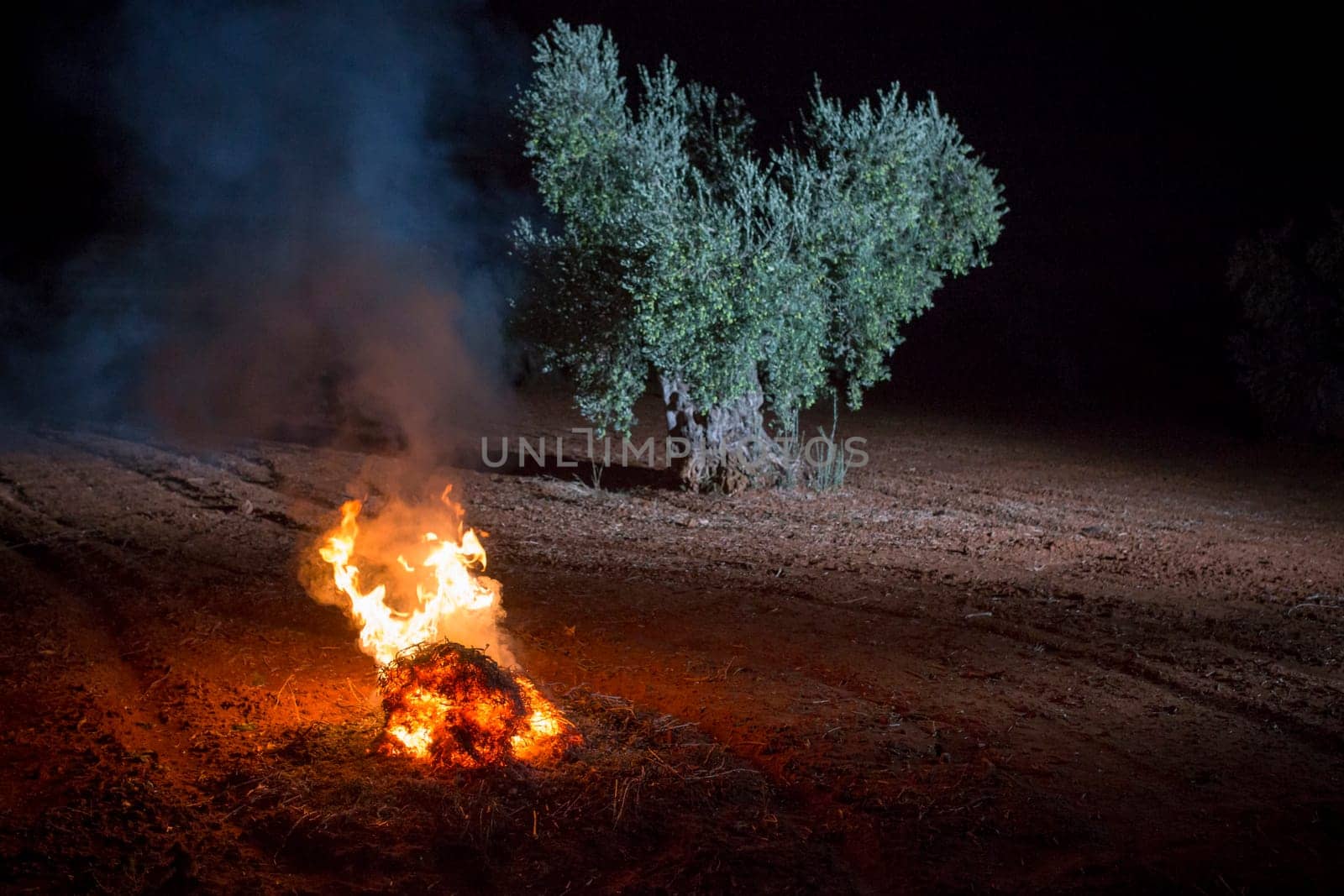 Bonfire lit in an olive grove in the early morning. Table olives harvest season scene
