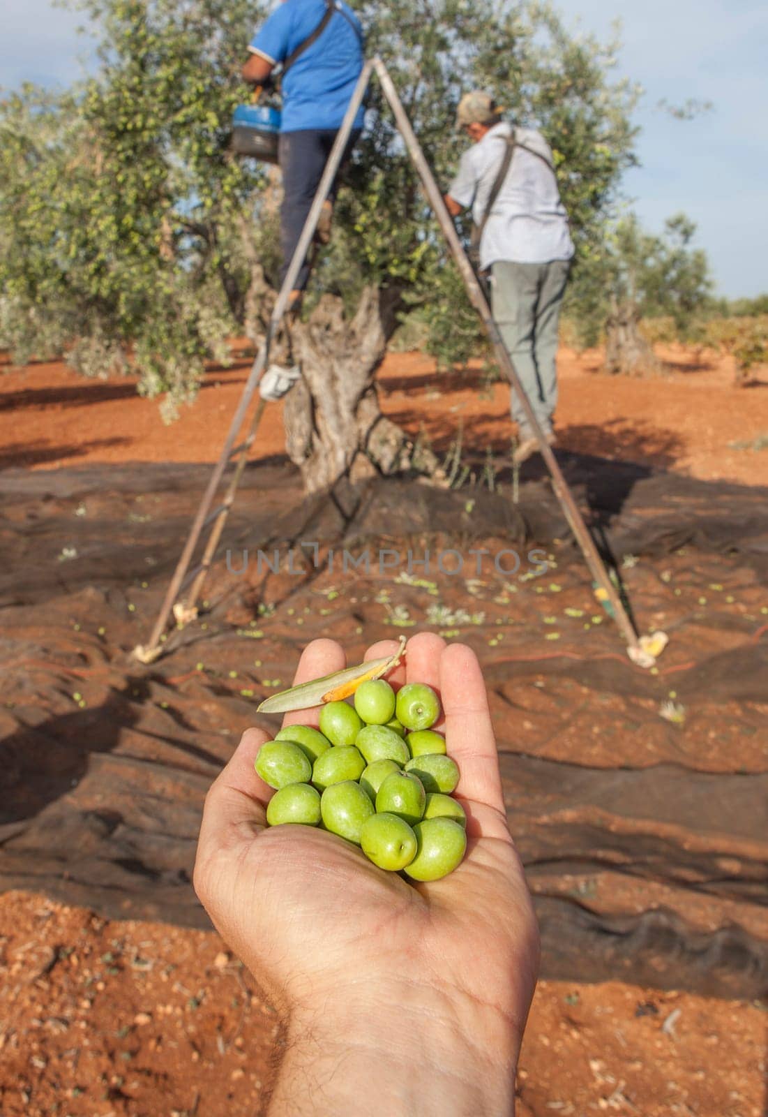 Hand plenty of green olives. Laborers on the stepladder collecting olives at background