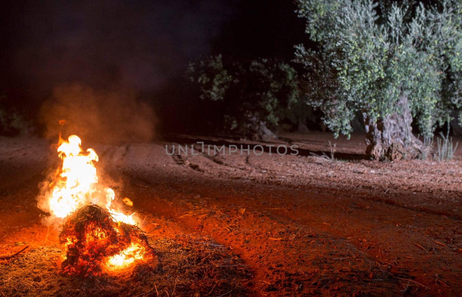 Bonfire lit in an olive grove in the early morning. Table olives harvest season scene