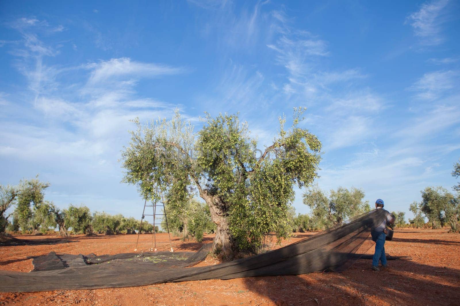 Olive picker moving collection net between trees. Table olives harvest season scene