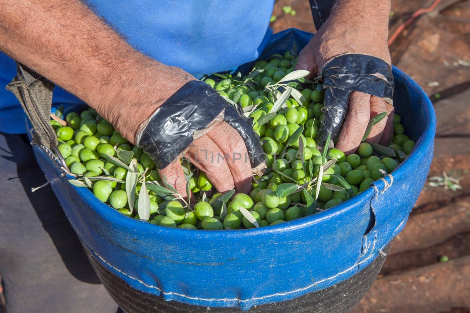 Olive picker with hands over fruit-gathering basket. Fingers protected with insulating tape