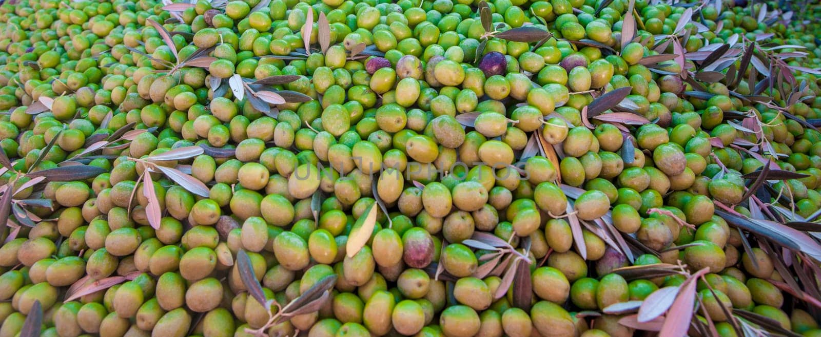 Trailer plenty of olives fruits. Table olives harvest season scene