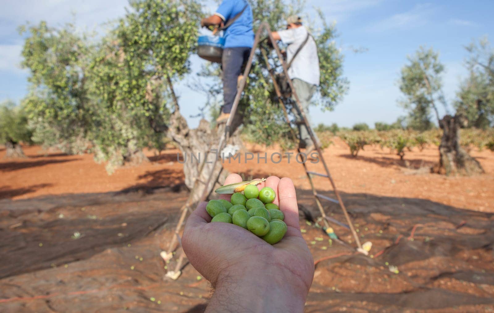 Hand plenty of green olives. Laborers on the stepladder collecting olives at background
