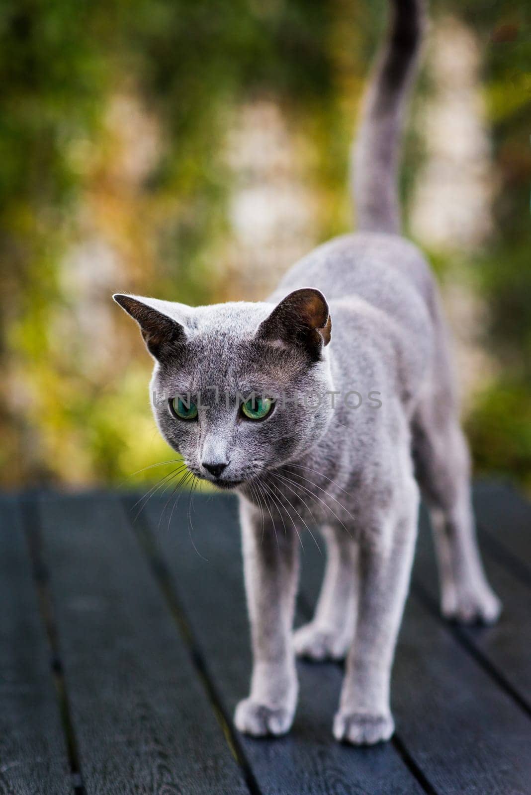 Blue cat sitting on wooden table with green background, sitting in a garden.