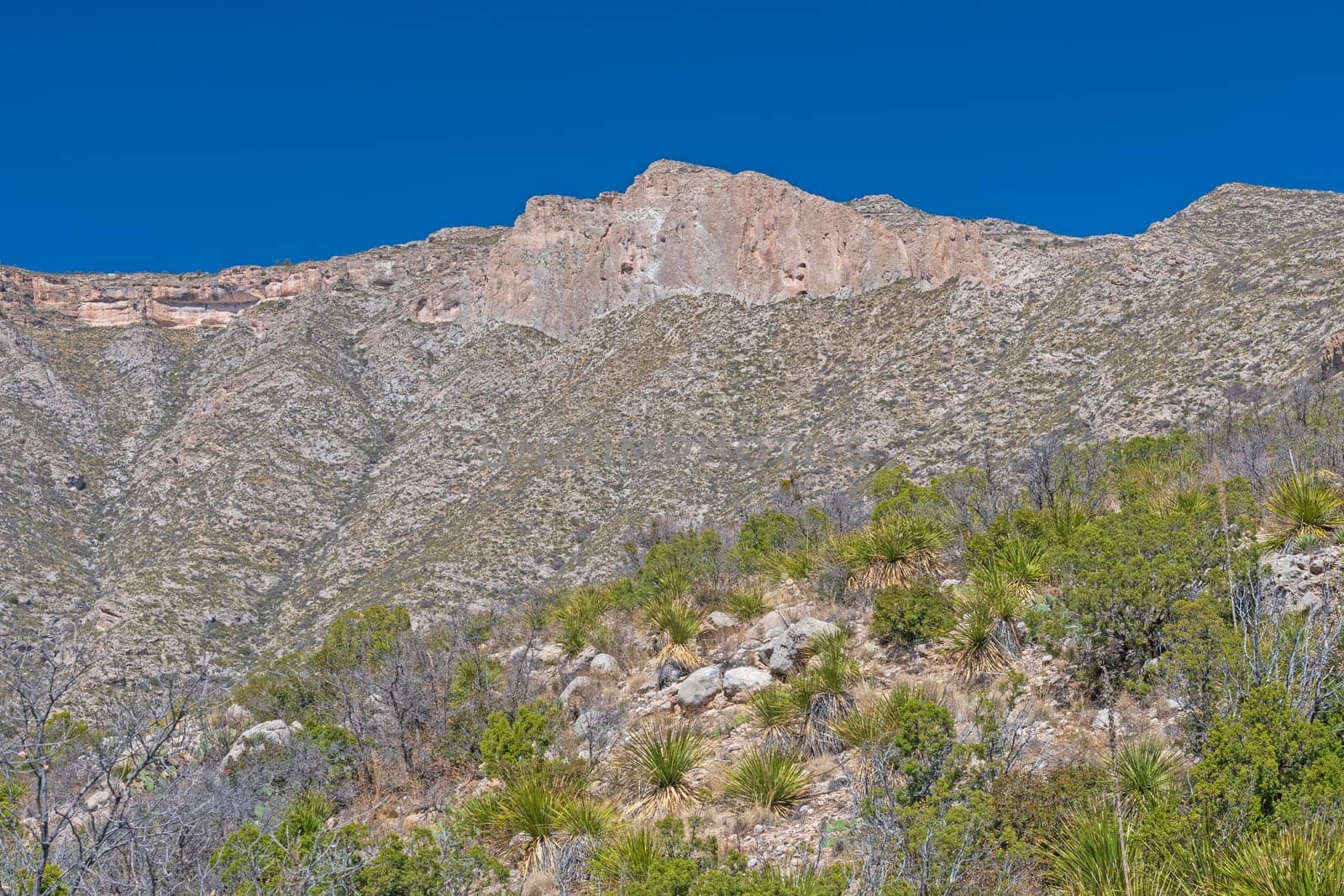 Parched Mountains and Plants in the Desert in West Texas in Guadalupe Mountains National Park