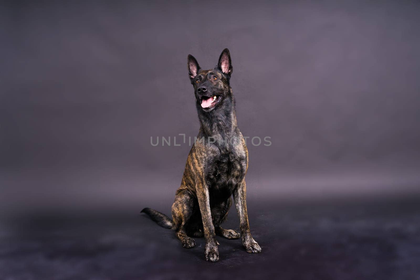 Studio shot of an adorable mixed breed dog sitting on a black background.