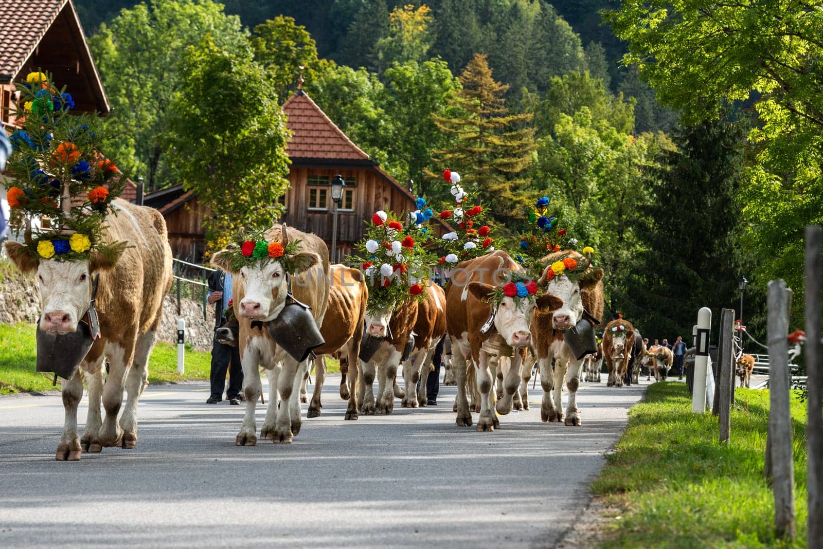 Charmey, Fribourg, Switzerland - 28 September 2019 : Farmers with a herd of cows on the annual transhumance at Charmey near Gruyeres, Fribourg zone on the Swiss alps