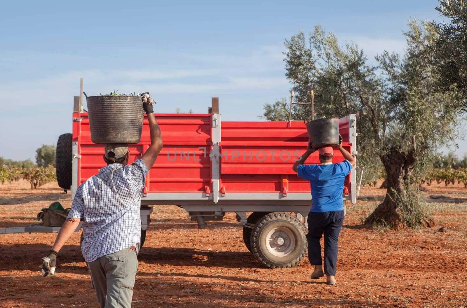 Olive pickers carry the bucket on his head to the trailer. Olive harvest season scene