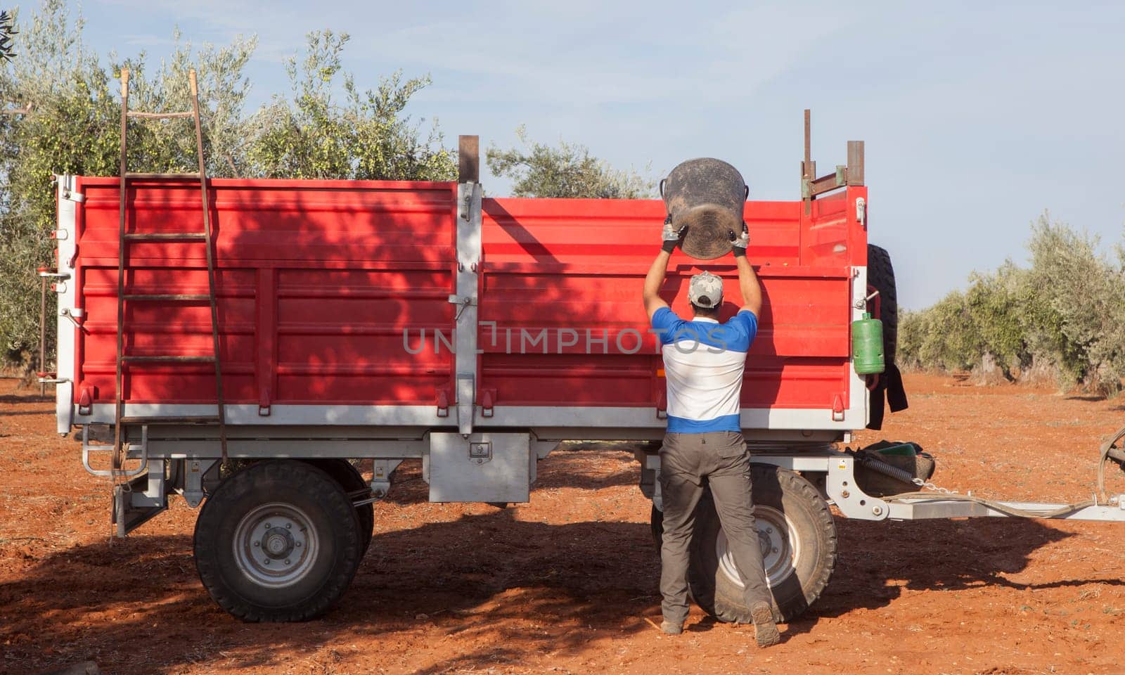 Olive picker unloading his bucket into the trailer. Olive harvest season scene