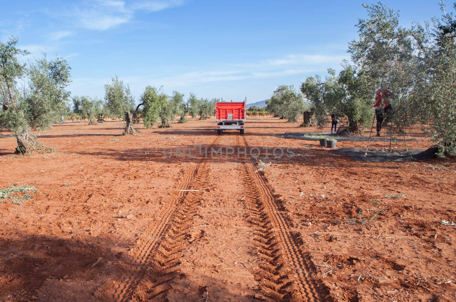 Trailer driving along olive grove. Machinery to transport hand-picked grapes