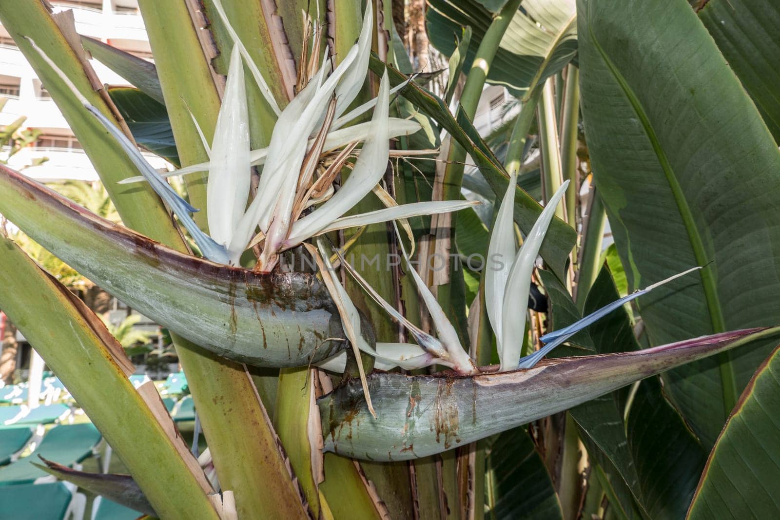 Blüten einer Baum-Strelitzie (Strelitzia nicolai), Gran Canaria, Kanarische Inseln, Spanien