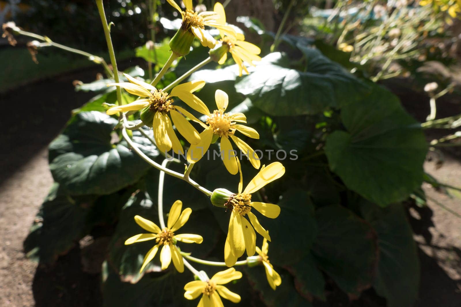 Japanischer Huflattich (Farfugium japonicum, syn. Ligularia tussilaginea), Gran Canaria, Kanarische Inseln, Spanien