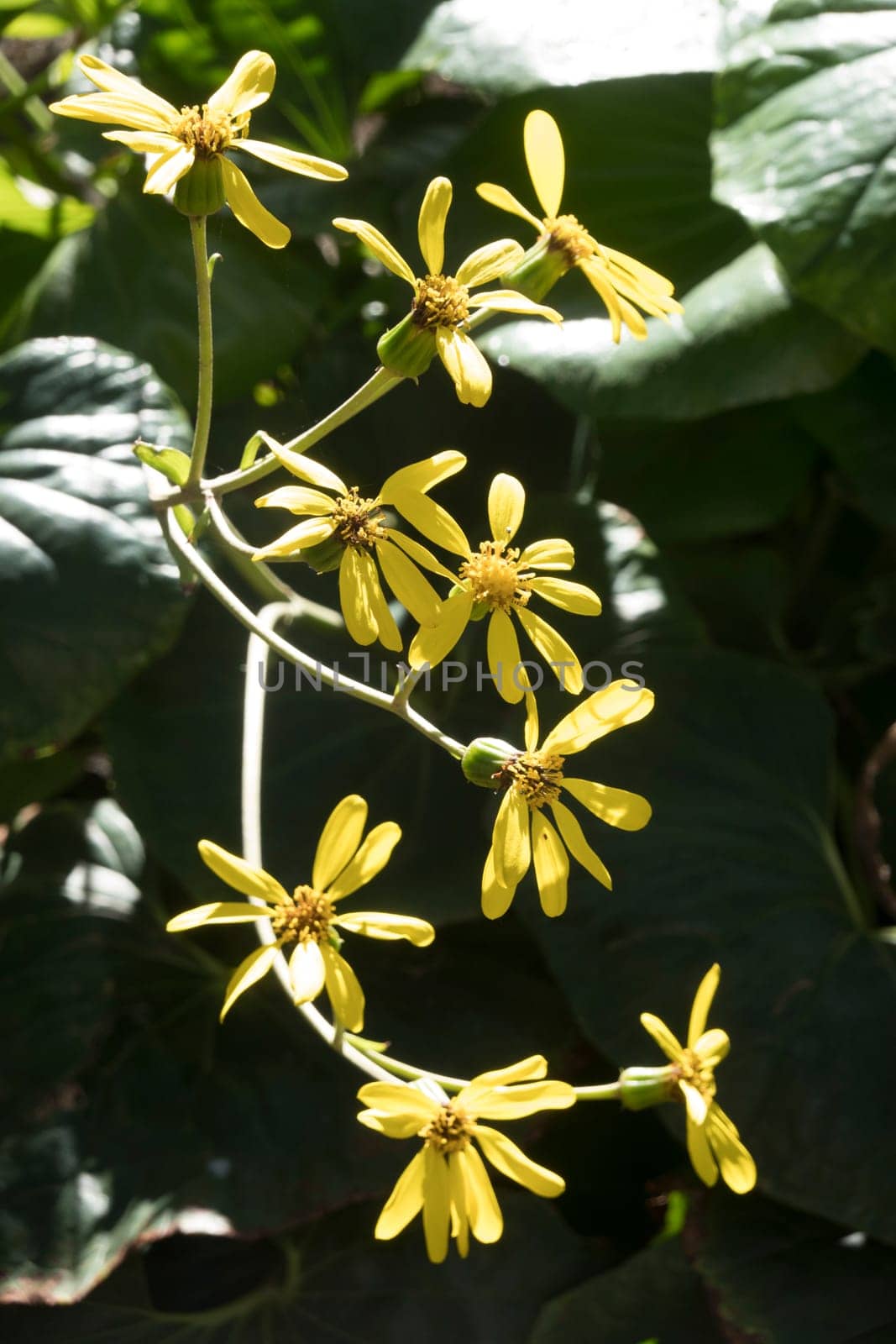 Japanischer Huflattich (Farfugium japonicum, syn. Ligularia tussilaginea), Gran Canaria, Kanarische Inseln, Spanien