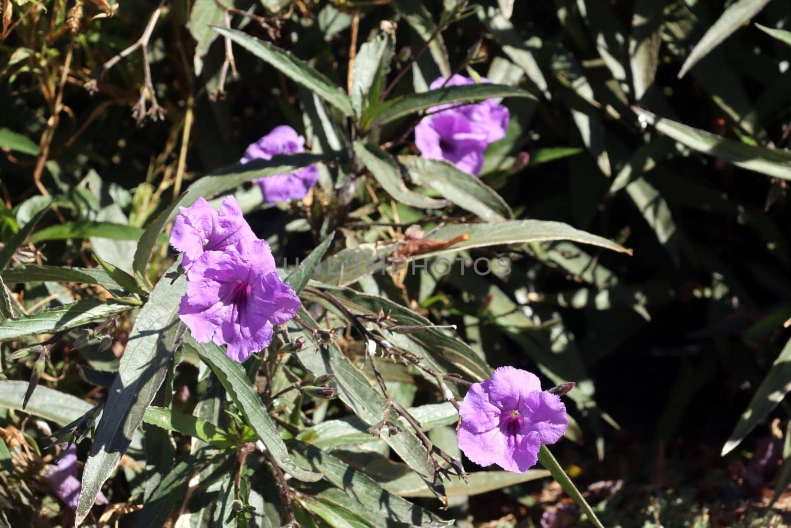 Mexikanische Petunie (Ruellia brittoniana), Kanarische Inseln, Gran Canaria, Spanien